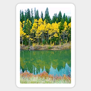 Colorado Aspens Study 35 Sticker